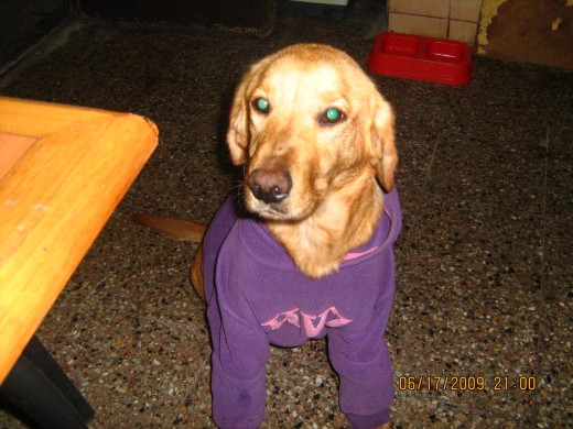 bianca es una perrita muy amorosita juguetona y de muy buen caracter y con una historia muy bonita.